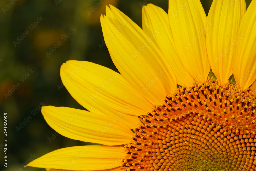 sunflower sunflower
