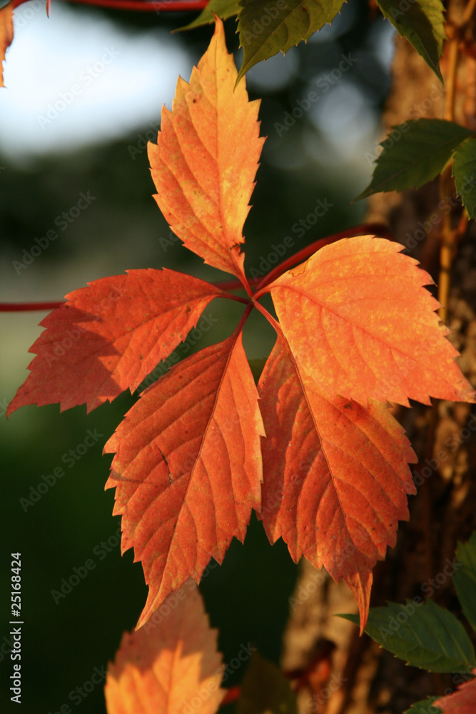 Autumn leaves Autumn leaves