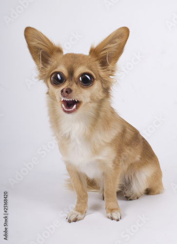 Chihuahua big Eyes
