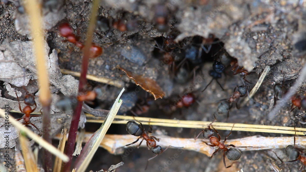 Clear the nest red ants working, close-up Clear the nest red ants working, close-up