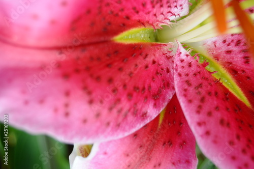 Photo Pink Stargazer Lilly Flower