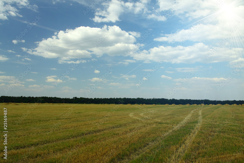 field with wheat stems