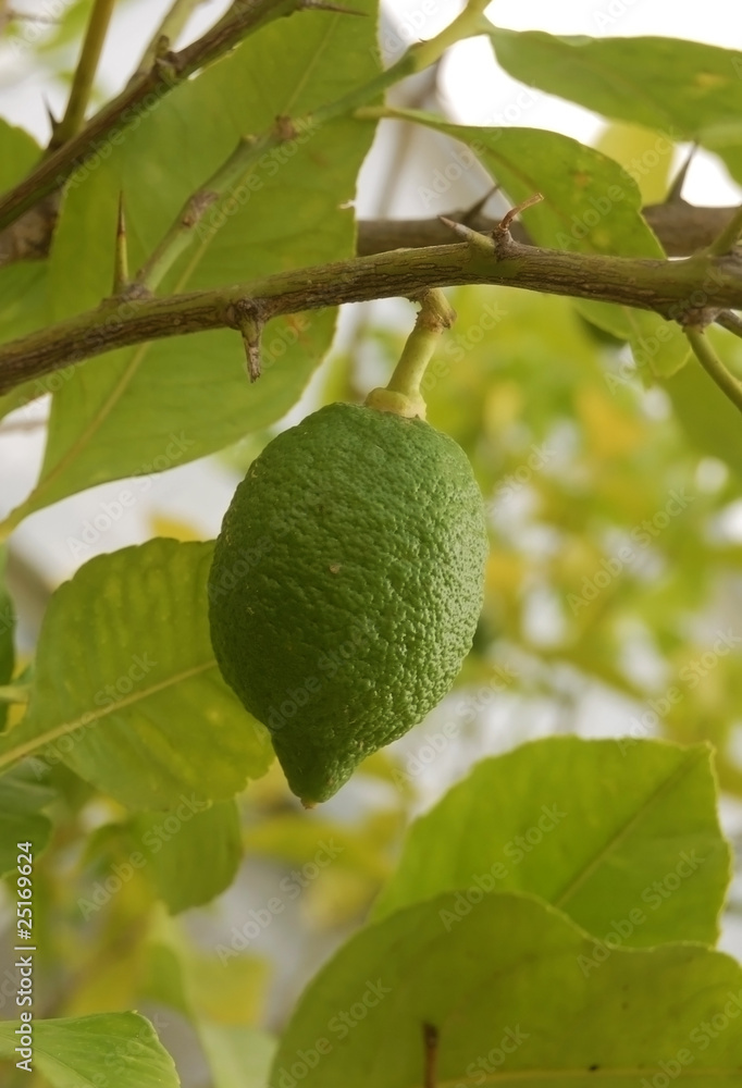 Obraz premium Lemon in the process of ripening
