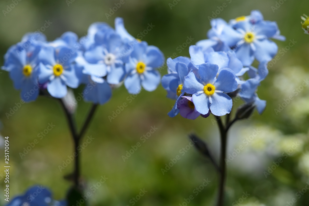 Alpine flowers Alpine flowers