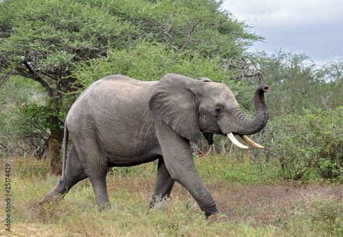 African Elephant