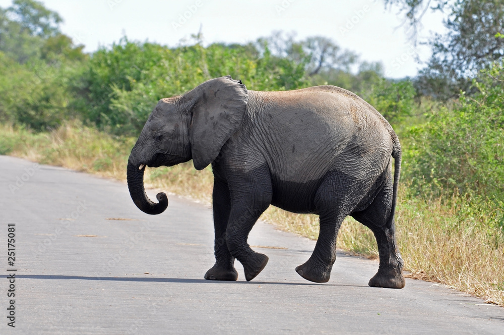 Obraz premium Baby Elephant