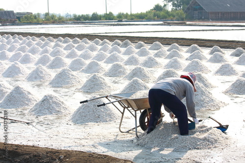 Collecting salt on the salt field in Samut Songkham,Thailand photo