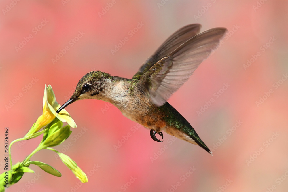 Fototapeta premium Ruby-throated Hummingbird In Flight