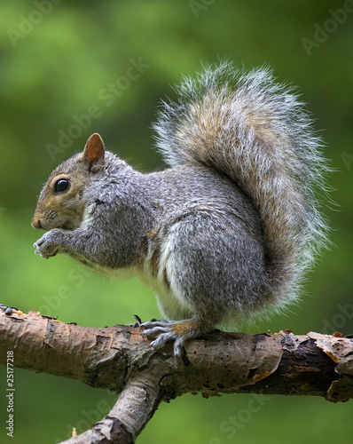eating tree squirrel