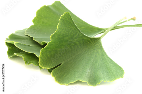 Several green fresh ginkgo biloba leaves on white background