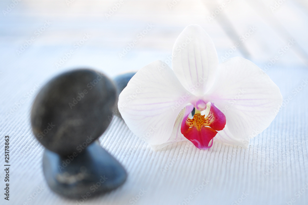 Orchidee, zart Orchidee, zart