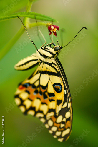 Butterfly © Gbenga Sodeke