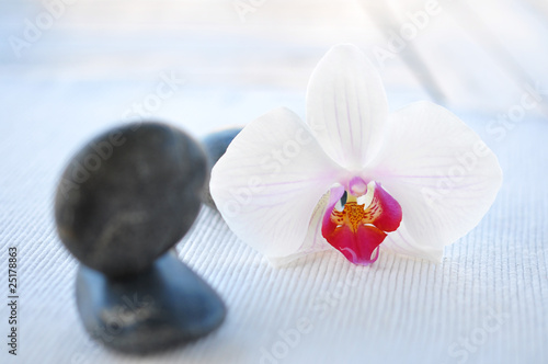 Orchidee, zart