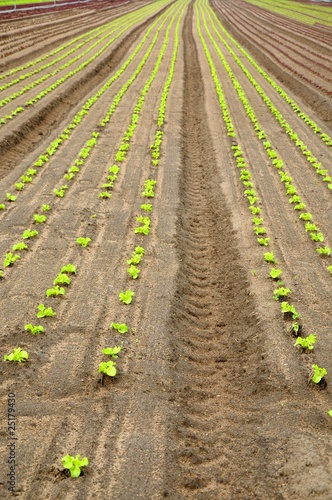 Rows of lettuce-seedlings