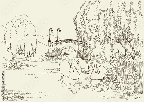 Two swans in the park lake