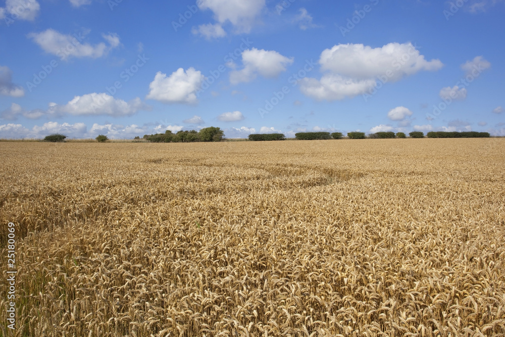 Fototapeta premium wheat field