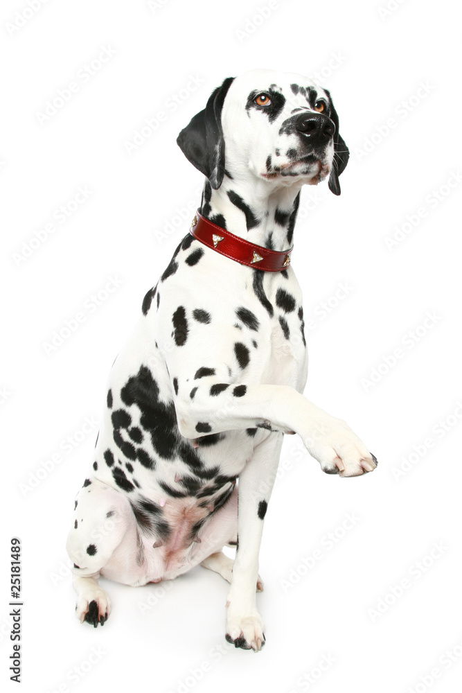 Dalmatian puppy