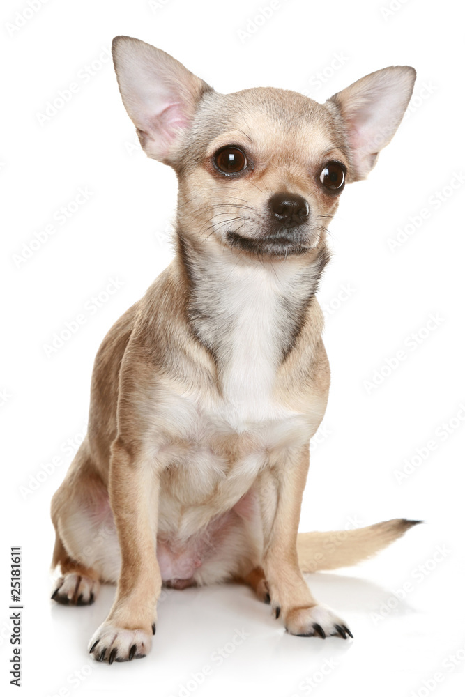 Chihuahua Sitting Upright On White