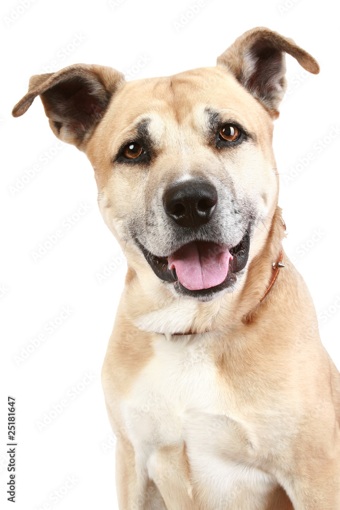 Staffordshire terrier dog on a white background