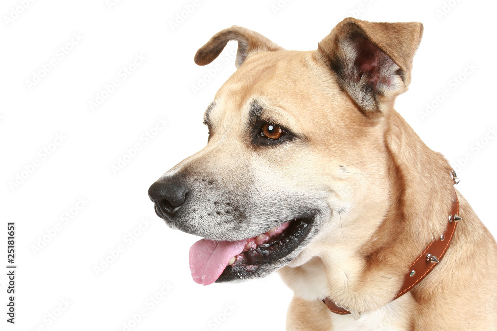 Staffordshire terrier dog on a white background Staffordshire terrier dog on a white background
