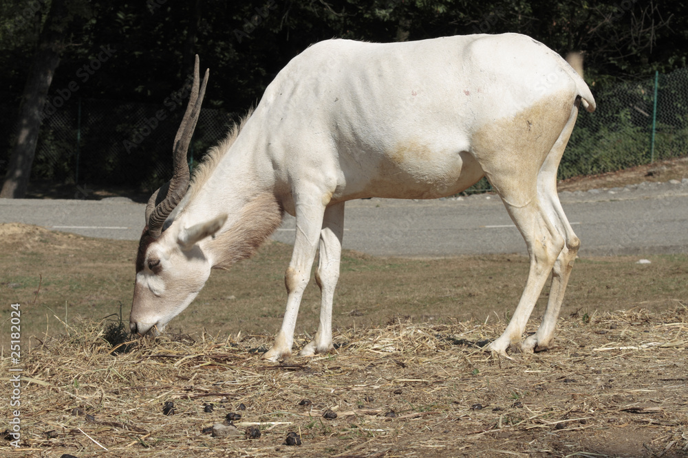 Obraz premium African goats