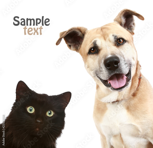 Cat and dog  on a  white background
