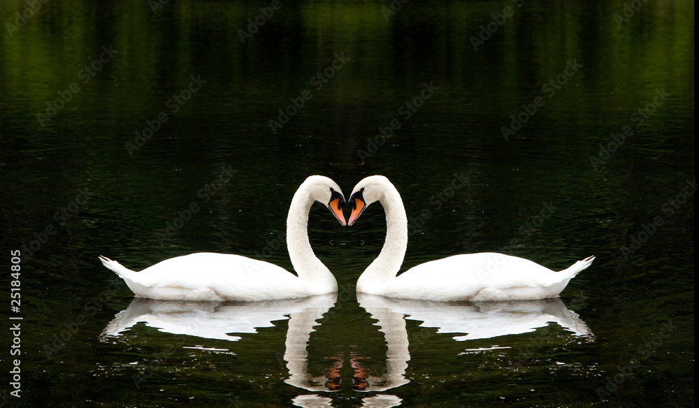 Fototapeta premium Romantic Swans