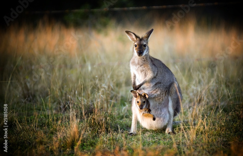 Kangaroo with joey in its pouch at sunset in a field in Australia