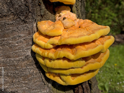 Schwefelporling - Laetiporus sulfureus photo