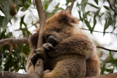 Photography Koala asleep in a Eucalyptus Tree