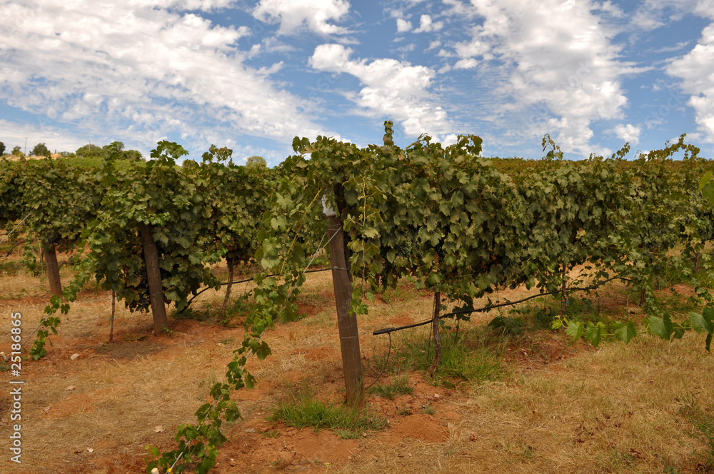 Vineyard in California with Blue Sky Vineyard in California with Blue Sky
