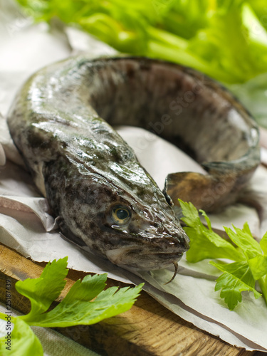 фотографія Fresh burbot