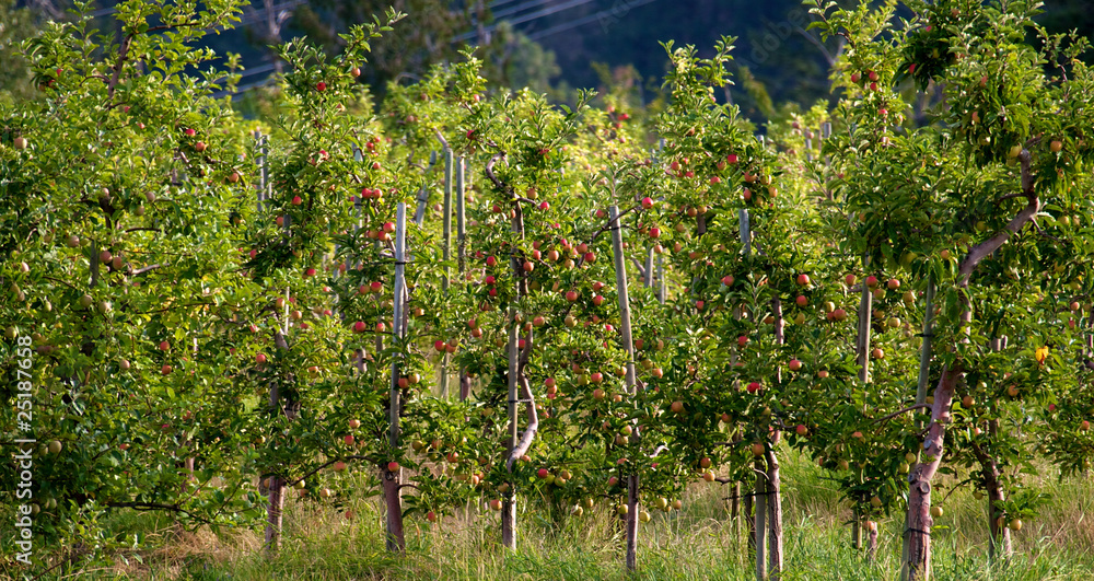 Red apples growing on trees