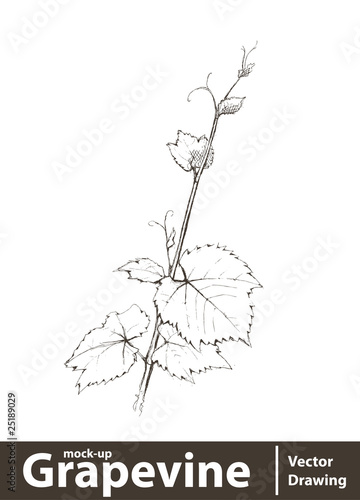 Vector illustration. Wild grape vine isolated on white