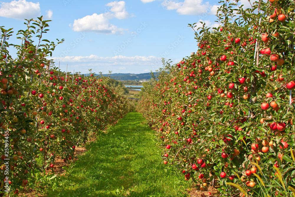Apple garden Apple garden