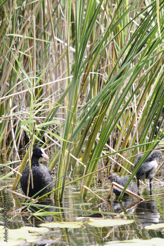 In the swamp © Croato