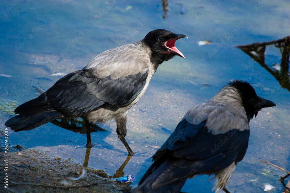 Fototapeta premium Corvus cornix, Hooded Crow