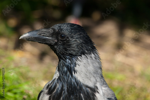 Corvus cornix  Hooded Crow