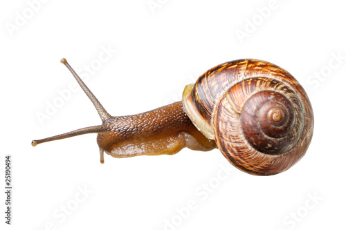 Small snail
