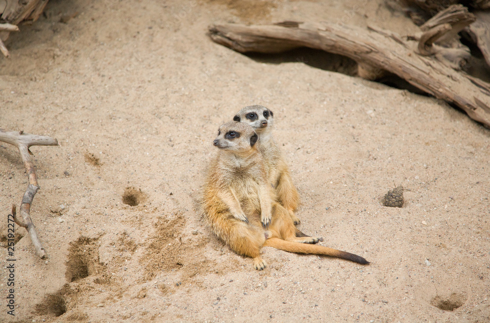 Fototapeta premium Suriсat (Suricata suricatta)
