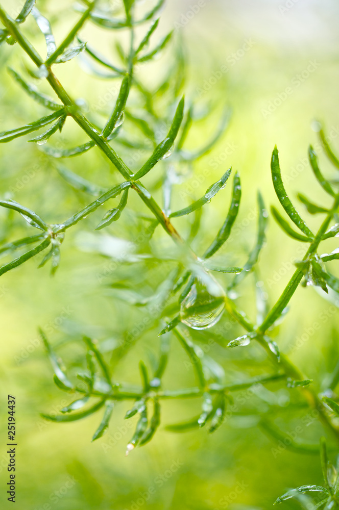 Obraz premium 葉と水滴