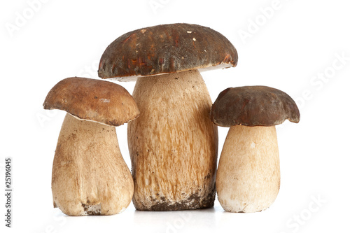 Boletus mushroom - Funghi Porcini