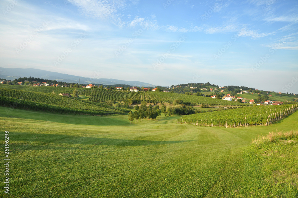 Meadow and Vineyards. Škalce, Slovenia