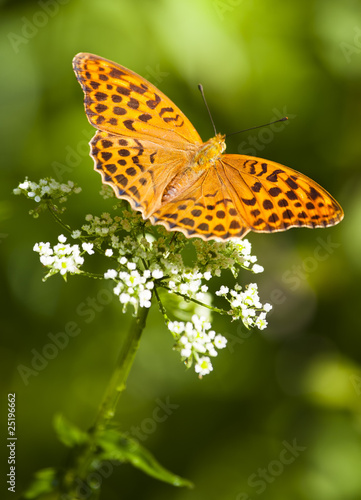 butterfly (argynnis paphia)