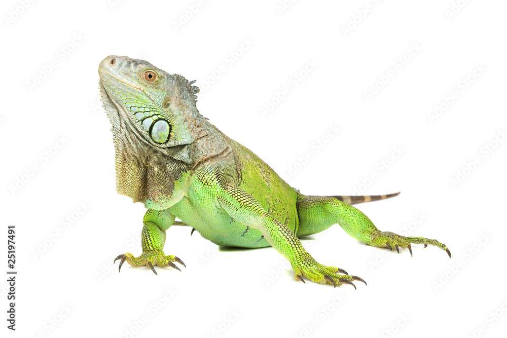 Green iguana, common iguana, isolated on a white background Green iguana, common iguana, isolated on a white background