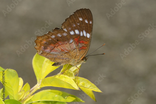 Anartia amathea photo