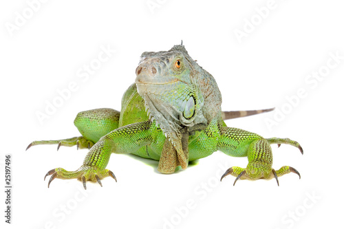 Green iguana  common iguana  isolated on a white background