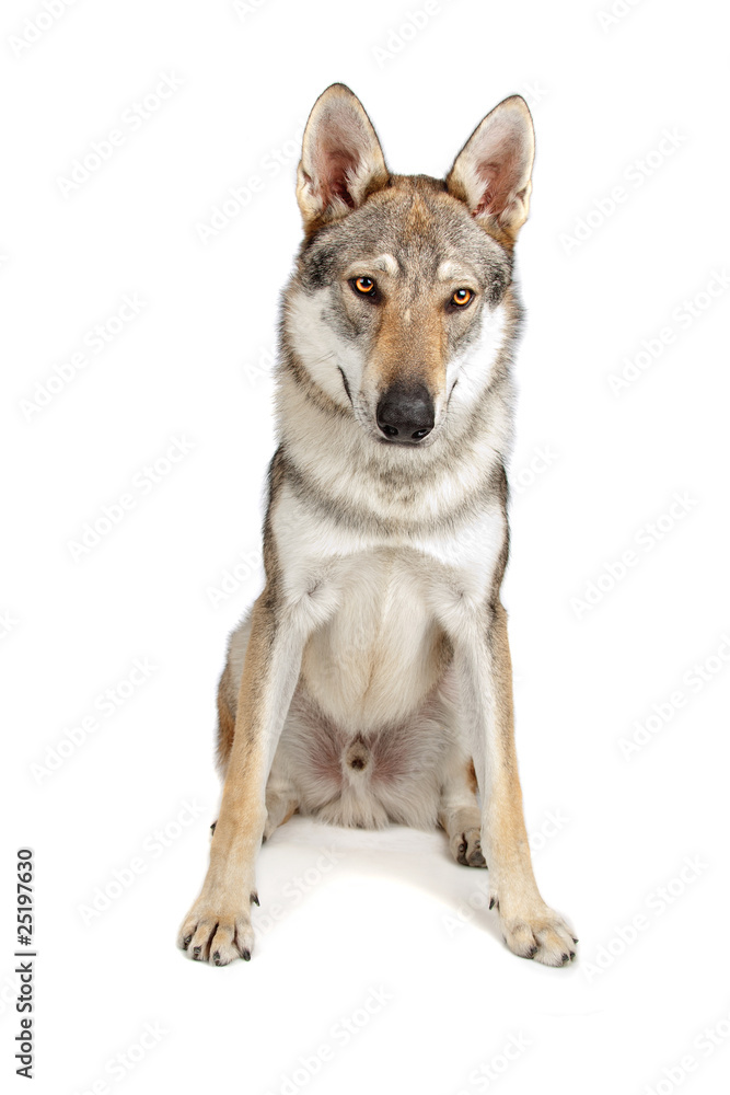 Czechoslovakian  wolfhound dog isolated on a white background