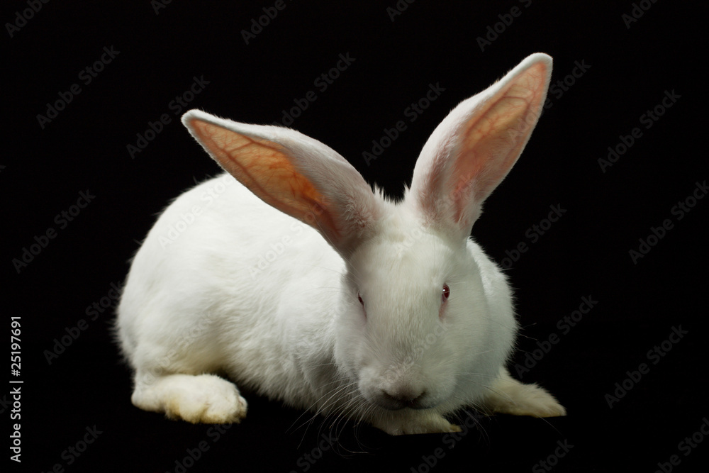 Fototapeta premium White rabbit on a black background