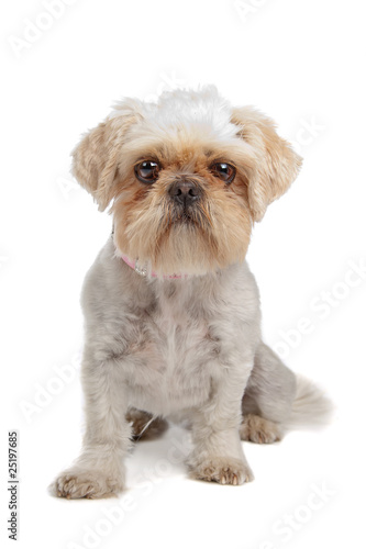mixed breed dog (shih tzu, pekingese) isolated on white